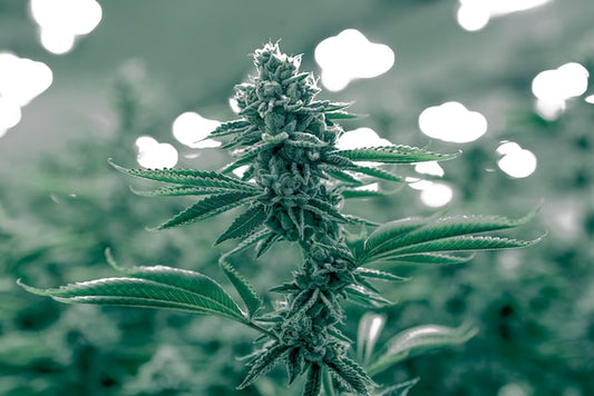 Unlocking the World of Cannabis: A Detailed Insight into its History, Strains, and High-End Accessories by 3Pursuits