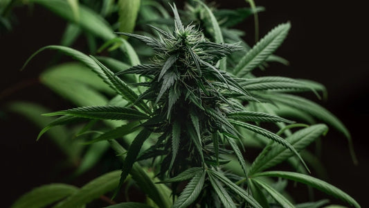 What are slang terms for cannabis?
