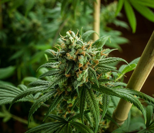 "Amplify Your Cannabis Journey: Exploring Strains, Accessories, and Techniques with 3Pursuits"