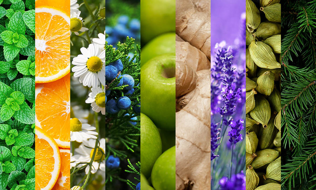 WHAT ARE TERPENES, AND WHAT DO THEY DO?