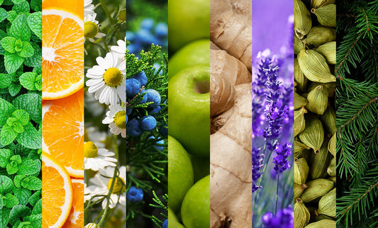 WHAT ARE TERPENES, AND WHAT DO THEY DO?