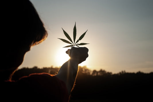 "Discovering the Gravity Bong: Unveiling the Progression of Cannabis tools and Their Influence on Today's Cannabis Enthusiast"